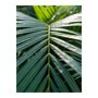 Areca lutescens in Mineral bladeren